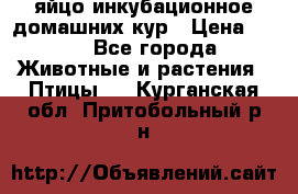 яйцо инкубационное домашних кур › Цена ­ 25 - Все города Животные и растения » Птицы   . Курганская обл.,Притобольный р-н